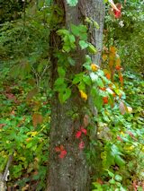 See enlarged image Poison Ivy on tree