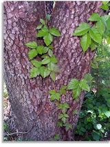 See enlarged image Poison Ivy on tree